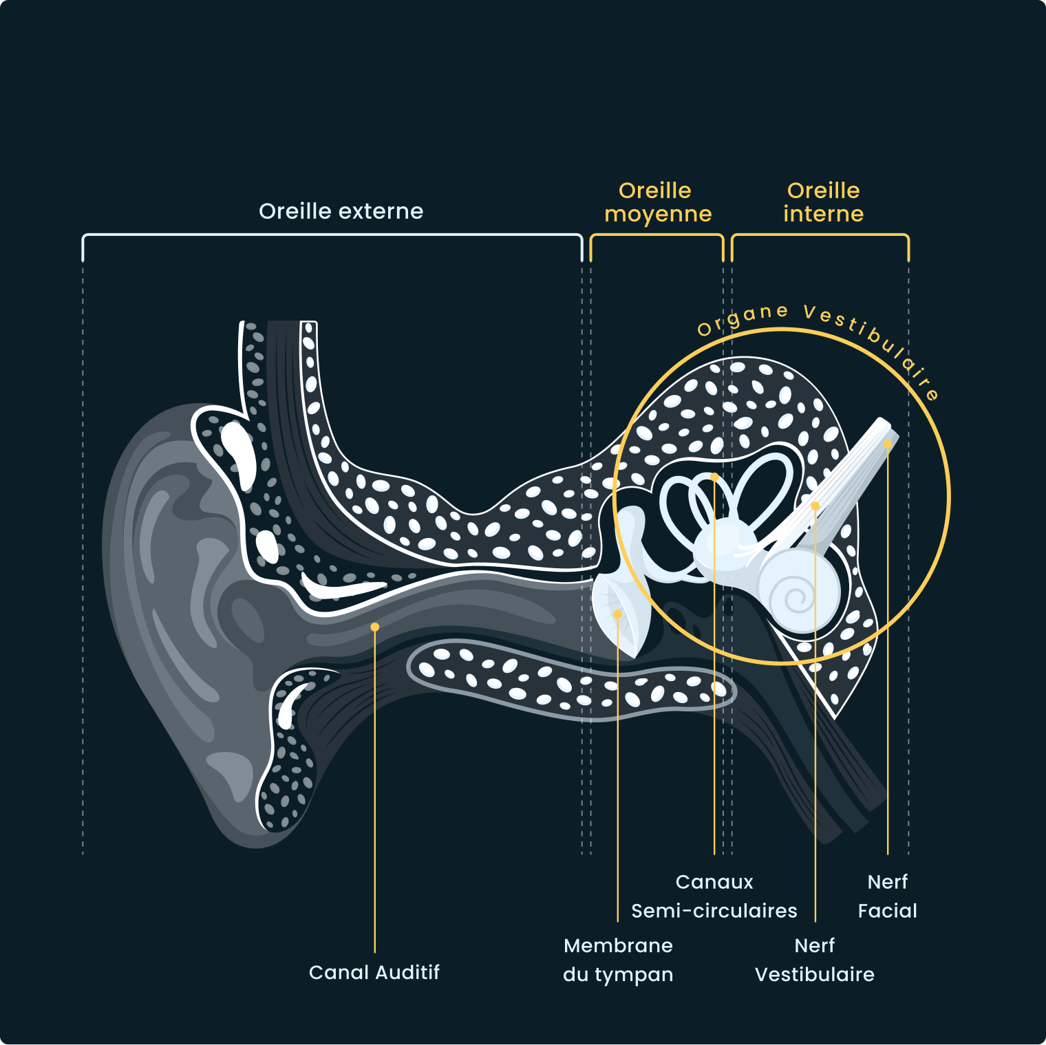 Schéma stimulation vestibulaire