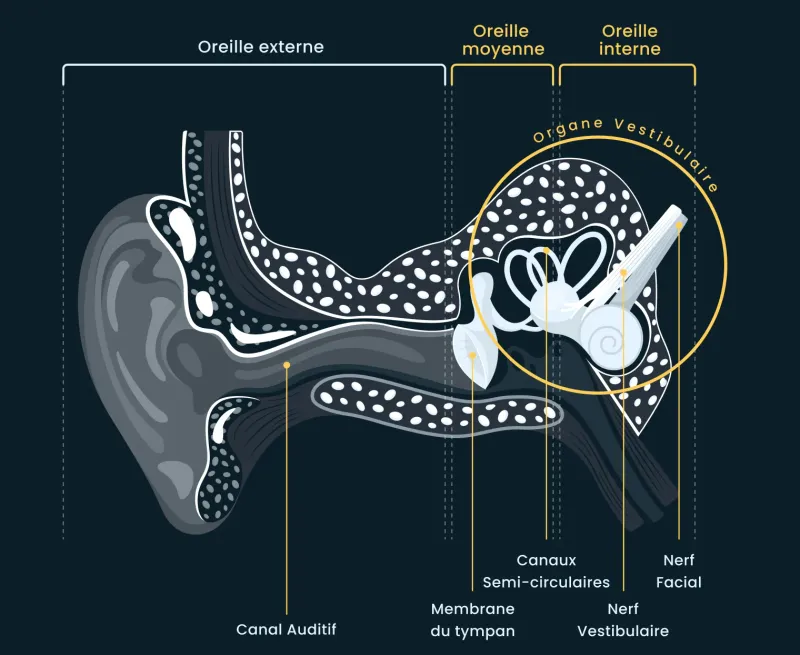 Vestibular stimulation diagram